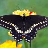 Black Swallowtail Butterfly paint by numbers