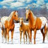 Blonde Appaloosa Horses paint by number