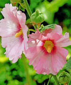 Blooming Pink Hollyhocks paint by number