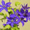 Blue Clematis Flowering Plants paint by numbers