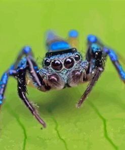 Blue Spider paint by numbers