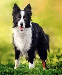 Border Collie Dog paint by number