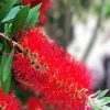 Bottlebrush Plants paint by numbers