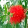 Bottlebrushes Flower paint by number