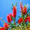 Red Bottlebrushes paint by numbers