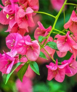 Bougainvillea Flowering Plant paint by number