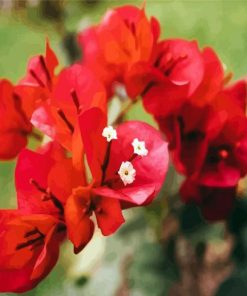 Bougainvillea Flowers paint by number