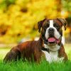 Boxer Dog Animation paint by number