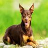 Brown Australian Kelpie Dog paint by number