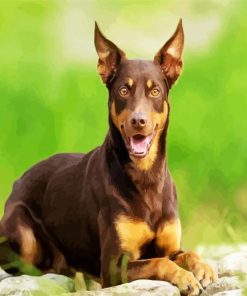 Brown Australian Kelpie Dog paint by number