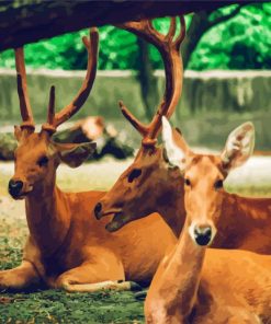 Brown Bucks paint by number