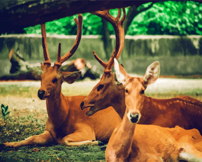 Brown Bucks paint by number