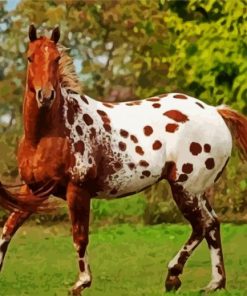 Brown Appaloosa Horse paint by numbers