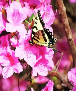 Butterfly On Azaleas Flower paint by number