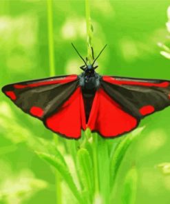 Cinnabar moth Butterfly paint by numbers