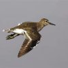 Common Sandpiper Bird paint by number
