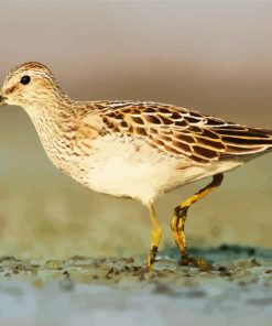 Common Sandpiper paint by number