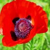 Coquelicot Poppy paint by number