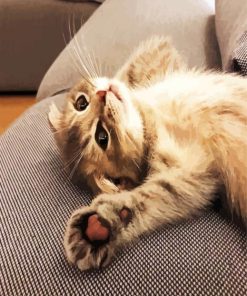 Cute Beige Cat paint by number