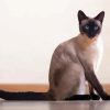 Cute Siamese Cat paint by number