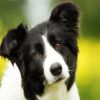 Cute Border Collie paint by number