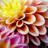 Dahlia Flower paint by numbers