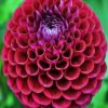 Dahlia Red Flower paint by numbers