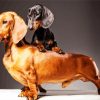 Doxie Daschsund Dogs paint by numbers