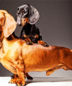 Doxie Daschsund Dogs paint by numbers
