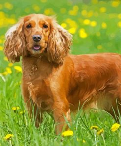 English Cocker Spaniel Dog paint by numbers