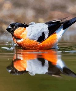 Eurasian Bullfinch In The Water paint by number