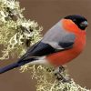 Eurasian Bullfinch paint by number