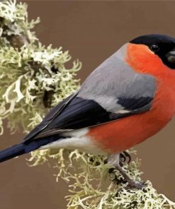 Eurasian Bullfinch paint by number