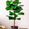 Fiddle Leaf Fig Plant Pot paint by numbers