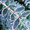 Frosts On Leaves paint by number