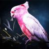 Galah Bird paint by number