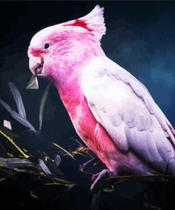 Galah Bird paint by number