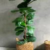 Green Fiddle Leaf Fig Plant Pot paint by numbers