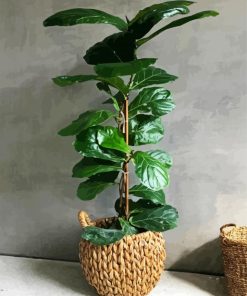 Green Fiddle Leaf Fig Plant Pot paint by numbers