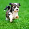 Havanese Puppy Running paint by number