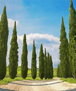 Italian Cypress Trees paint by number