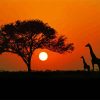 Kenya Giraffes Silhouette paint by number