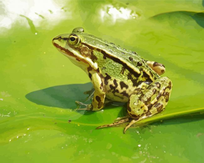 Kikker Frog Illustration paint by numbers