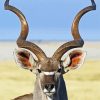 Kudu Animal Close Up paint by numbers