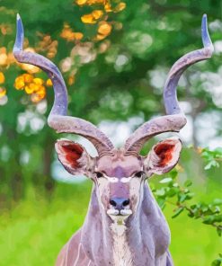 Cute Kudu Animal paint by numbers