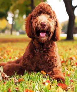 Labradoodle Dog paint by number