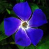 Light Indigo Flower paint by number