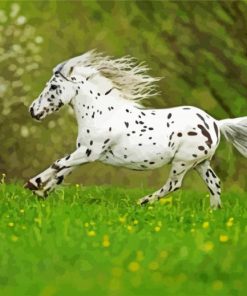 Little White Appaloosa paint by numbers