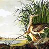 Long Billed Curlew By John James Audubon paint by number