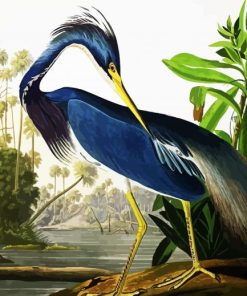 Louisiana Heron By John James Audubon paint by number